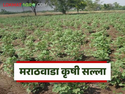 latest news Krushi Salla: Heavy rain continues; What should farmers take care of? Read in detail | Krushi Salla : पावसाचा जोर कायम; शेतकऱ्यांनी काय घ्यावी काळजी? वाचा सविस्तर