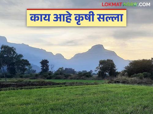 Krushi Salla: latest news Plan your crops by predicting unseasonal rains; Read detailed agricultural advice | krushi Salla : अवकाळी पावसाचा अंदाज घेऊन पिकांचे करा नियोजन; कृषी सल्ला वाचा सविस्तर