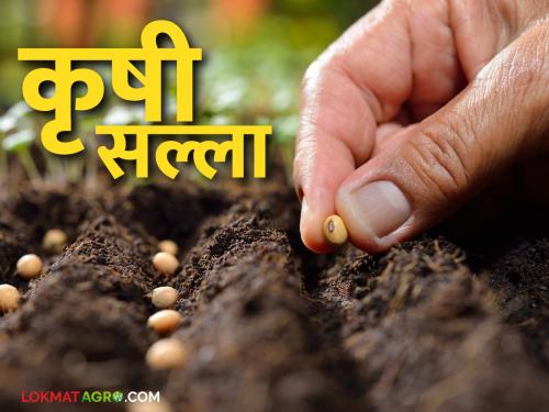 latest news Krushi Salla: Choosing the best crops for sowing; Get expert advice | Krushi Salla : पेरणीसाठी सर्वोत्तम पिकांची निवड; तज्ज्ञांचा सल्ला जाणून घ्या