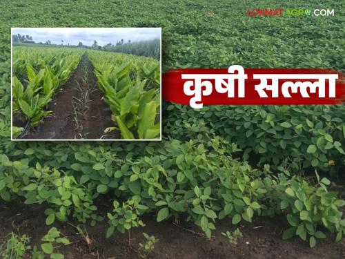 latest news Krushi Salla: University has given agricultural advice to Marathwada farmers. Read in detail | Krushi Salla : मराठवाड्यातील शेतकऱ्यांसाठी विद्यापीठाने दिलाय कृषी सल्ला वाचा सविस्तर