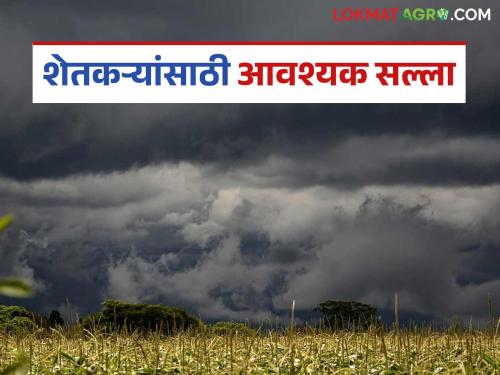 latest news Krushi Salla: Weather alert! Take immediate measures for crops and orchards | Krushi Salla: हवामान अलर्ट! पिकांची व फळबागांसाठी तातडीने करा 'या' उपाययोजना