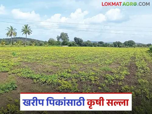 latest news Krushi Salla: Read in detail what advice experts have given for Kharip crops | krushi salla : खरीप पिकांसाठी तज्ज्ञांनी काय दिलाय सल्ला वाचा सविस्तर