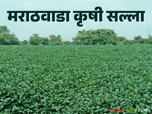 latest news Krushi Salla: How to manage crops? Read detailed agricultural advice | Krushi Salla : पिकांचे व्यवस्थापन कसे कराल? वाचा कृषी सल्ला सविस्तर