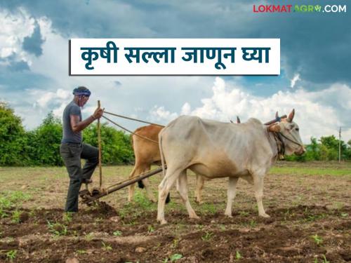 latest news Krushi Salla: Thunderstorm warning in Marathwada; Read important weather advisory for farmers | Krushi Salla : मराठवाड्यात वादळी पावसाचा इशारा; शेतकऱ्यांसाठी महत्त्वाचा हवामान सल्ला वाचा