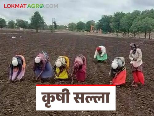 latest news Krushi Salla: Stop spraying, plan fertilizer; Agricultural advice for farmers | Krushi Salla : फवारणी थांबवा, खताचं नियोजन करा; शेतकऱ्यांसाठी मार्गदर्शक कृषी सल्ला