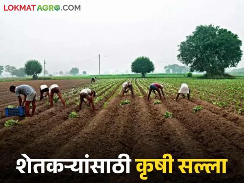latest news Krushi Salla: Farmers should do 'these' things in the month of July; Read the university's advice on sowing in detail | Krushi Salla : जुलै महिन्यात शेतकऱ्यांनो करा 'ही' कामे; पेरणीवर विद्यापीठाचा सल्ला वाचा सविस्तर
