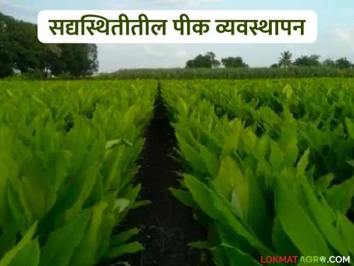 latest news Krushi Salla: How to manage crops in the current situation; Read important advice for farmers in detail | Krushi Salla : सद्यस्थितीतील पीक व्यवस्थापन कसे कराल; शेतकऱ्यांसाठी महत्त्वाचा सल्ला वाचा सविस्तर