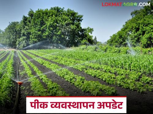 latest news Krushi Salla: Want to save crops? Then read the university's useful advice | Krushi Salla : पिकं जपायची आहेत? मग वाचा विद्यापीठाचा फायदेशीर सल्ला