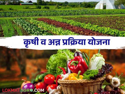 Chief Minister Agriculture and Food Processing Scheme: Support to agriculture and food processing industries | Chief Minister Agriculture and Food Processing Scheme : शेतमालाला अन्न् प्रक्रिया उद्योगांची साथ