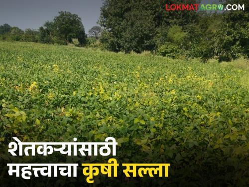 latest news Krushi Salla: Heavy rains in Marathwada; Read detailed agricultural advisory for crops | Krushi Salla : मराठवाड्यात पावसाचा तडाखा; पिकांसाठी मार्गदर्शक कृषी सल्ला वाचा सविस्तर