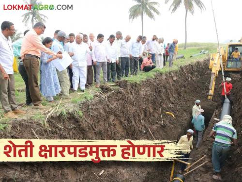 The agriculture land in Shirol taluka, which has been lying fallow for many years will become fertile again | शिरोळ तालुक्यातील अनेक वर्षे पडीक असलेली शेती पुन्हा पिकाऊ होणार.. २३ कोटींच्या क्षारपड मुक्ती प्रकल्पाला मान्यता