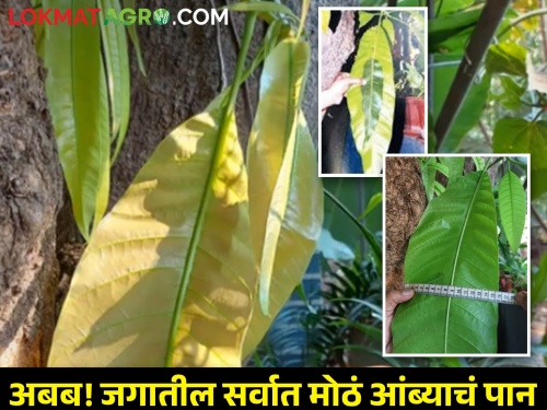 Record of farmer Chandrakant Kajrekar from Kudal; The largest mango leaf in the world | कुडाळ येथील बागायतदार चंद्रकांत काजरेकर यांचा विक्रम; जगातील सर्वांत मोठे आंब्याचे पान
