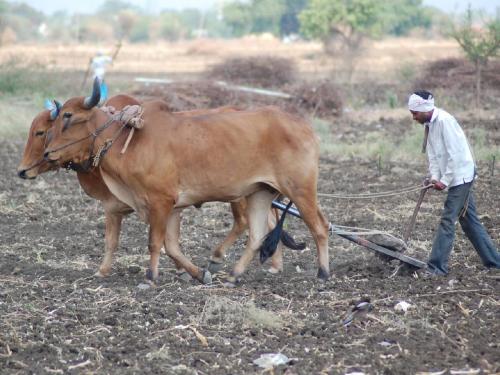 This year, the area of maize and chickpea crops will increase, farmers are busy | यंदा मका अन चणा पिकाचे क्षेत्र वाढणार, शेतकरी व्यस्त