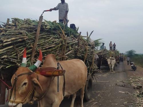 The sugarcane workers waited for the factories with brooms | ऊसतोड कामगारांनी बिऱ्हाड घेऊन धरली कारखान्यांची वाट