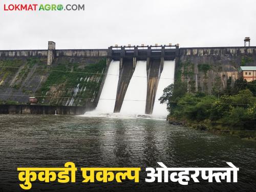 These five dams of the 'Kukdi' project are 100 percent full; Discharge continues, alert issued | 'कुकडी' प्रकल्पातील 'ही' पाच धरणे १०० टक्के भरली; विसर्ग सुरू सतर्कतेचा इशारा