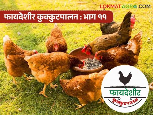 Latest News Poultry Farming Gram Priya Kombdi breed of chicken produces 220 eggs per year, know the details | Gram Priya Kombdi : 'या' जातीच्या कोंबडीद्वारे वर्षाकाठी मिळतात 220 अंडी, जाणून घ्या सविस्तर 