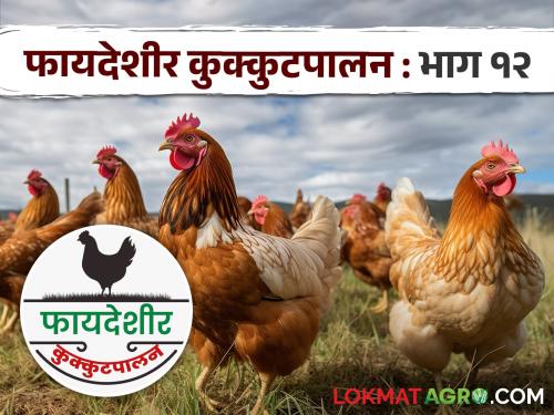 Latest News Kukkutpalan Poultry farm Srinidhi kombdi chicken with high immunity, know in detail | Shrinidhi Kombdi : कोणत्याही वातावरणात तग धरणारी श्रीनिधी कोंबडी, काय आहेत वैशिष्ट्ये? 