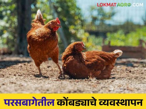 Latest News How to manage health of backyard chickens, read here in detail  | Poultry Farm Management : परसबागेतील कोंबड्याचे आरोग्य व्यवस्थापन कसे करावे, इथं वाचा सविस्तर 