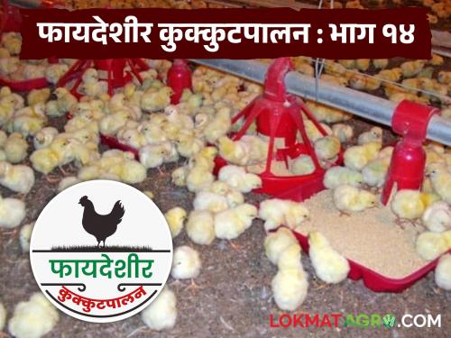 Latest News kukkutpalan While brooding chicks in poultry farming business see details | Poultry Farm : कुक्कुटपालन व्यवसायात पिल्लांचे ब्रूडिंग करताना अशी काळजी घेतली तरच.... 