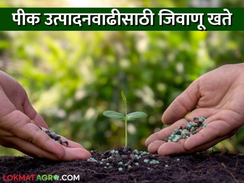 Latest News use bacterial fertilizers to increase crop production says nashik krishi vidnyan kendra | पीक उत्पादन वाढवायचं, जिवाणू खतांचा वापर करा, वाचा संपूर्ण प्रक्रिया