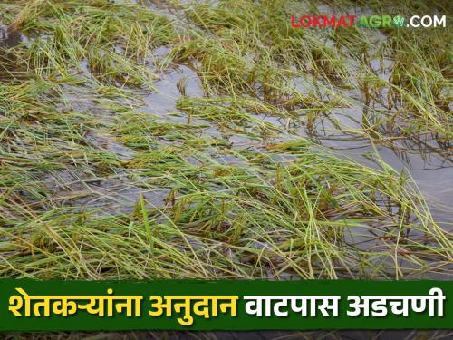 Government is giving but farmers will not take; 71 crore lost due to lack of KYC | Crop Insurance सरकार देतेय पण शेतकरी घेईनात; केवायसी नसल्याने ७१ कोटी पडून