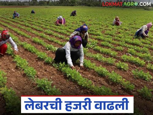 Shet Majuri : New season, new agricultural labor rates; How much increase in agricultural labor rates this year? | Shet Majuri : नवा हंगाम, नवे शेतमजुरीचे दर; यंदा शेतमजुरीच्या दरात किती वाढ?