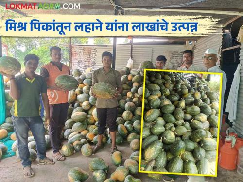 Success Story: What are you talking about? Lahne got an income of lakhs of rupees from pumpkin and mixed crops | Success Story : काय सांगताय ! लहाने यांना डांगर आणि मिश्र पिकांतून मिळाले इतके लाख रूपये उत्पन्न