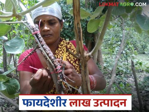 Latest news Purnima became self-sufficient by producing 'dink' in 2.5 acres in bhandara district | लाख व्यवसाय करा, महिन्याला लाखो रुपये कमवा, भंडाऱ्याच्या पूर्णिमाचे नशीब बदललं!