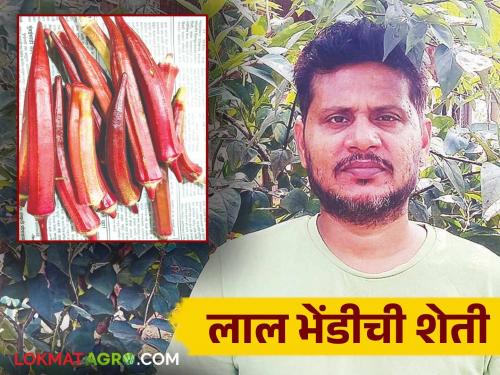 A highly educated youth from Bihar left his job and grew red okra in the soil of Konkan | बिहारच्या उच्च शिक्षित तरुणाने नोकरी सोडून कोकणच्या मातीत पिकवली लाल भेंडी