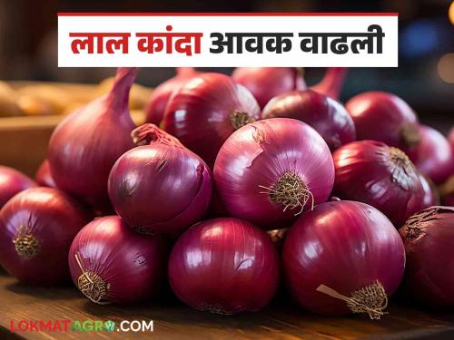 Latest News Kanda Bajarbhav Inflow of one lakh quintal of red onion in maharashtra market yards check here price | Kanda Bajarbhav : राज्यात लाल कांद्याची एक लाख क्विंटलची आवक, वाचा आजचे बाजारभाव