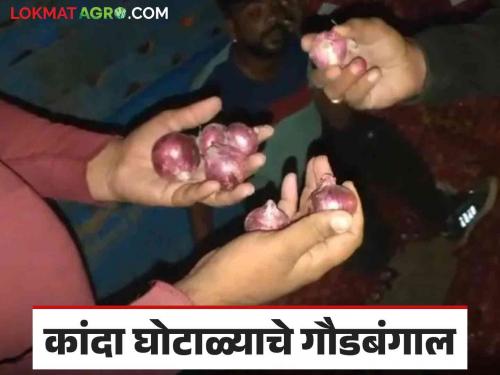 Latest News Nafed Onion Scam Buy summer onion, sell red onion by nafed see details | Nafed Onion Scam : 'खरेदी उन्हाळ कांद्याची, विक्रीला लाल कांदा', कांदा घोटाळ्याची पुन्हा पोलखोल 