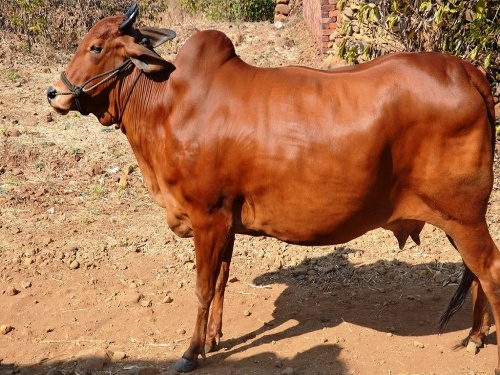 Construction of an area on 81 hectares for the conservation of Lal Kandhari, Devani cows | लाल कंधारी, देवणी या देशी गायींच्या संवर्धनासाठी ८१ हेक्टरवर प्रक्षेत्र उभारणी
