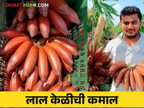 Red Banana : Income of 35 lakhs earned from red banana in four acres | Red Banana : इंजिनीअर शेतकऱ्याने चार एकरांत लाल केळीतून कमावले ३५ लाखांचे उत्पन्न