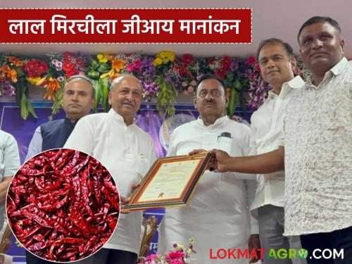 latest News Lal mirchi GI Nandurbar's red chillies have received GI status | Lal Mirchi : नंदुरबारच्या लाल मिरचीची लाली वाढली, अखेर 'जीआय' मानांकन मिळाले!