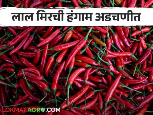 Mirchi Market red chilli has decreased see chilly Market price in nandurbar market yard | Mirchi Market : लाल मिरचीची आवक घटली, हिरवी मिरचीला काय भाव मिळतोय? वाचा सविस्तर 