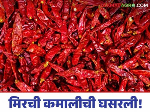 Latest News Mirchi Market Chilli prices fall in nandurbar see in Nagpur, Mumbai, read in detail | Mirchi Market : मिरचीच्या गावी घसरण, तर नागपूर, मुंबईत चांगला बाजारभाव, वाचा सविस्तर 