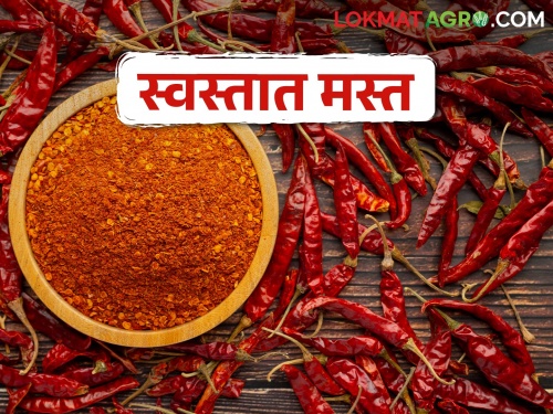 making chili powder; Red chillies of Karnataka are available at doorsteps and cheaply | तिखट बनवताय; कर्नाटकची लाल मिरची आलीय दारात अन् स्वस्तात