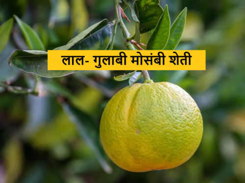 Latest News Red-Pink Mosmbi Farming fruit farming experiment of farmers in Vidarbha  | Grape Fruit : लाल- गुलाबी मोसंबी शेतीचा बोलबाला, विदर्भातील शेतकऱ्यांचे नवनवे प्रयोग 