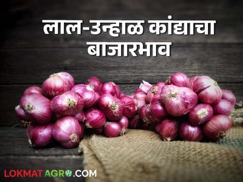 Latest News Kanda Bajarbhav Inflow of red onion increased check todays onion market price | Kanda Bajarbhav : लाल कांद्याची आवक वाढली, कांद्याचे आजचे सविस्तर बाजारभाव? 