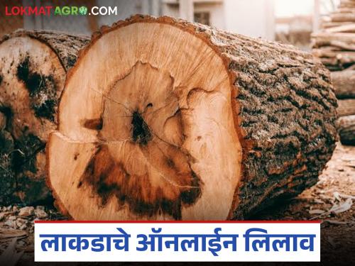 latest News Did you know that online timber auctions are held in chandrapur district? | तुम्हाला माहितीय का, 'या' जिल्ह्यात लाकडाचे ऑनलाईन लिलाव होतात?