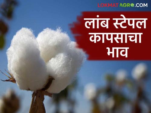 Latest News Kapus Market long and medium staple cotton market price read more | Cotton Market : लांब आणि मध्यम स्टेपल कापसाला काय भाव मिळाला? वाचा आजचे बाजारभाव 