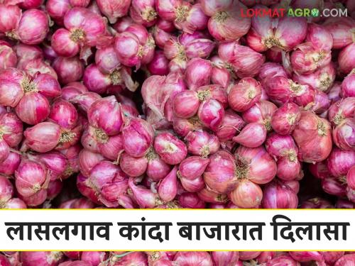 Latest News Kanda Bajarbhav lal kanda market stable in solapur and improvement in lasalgaon kanda market see details | Kanda Market Update : सोलापूर बाजारात सुधारणा नाहीच, लासलगाव बाजारात दिलासा, आजचे कांदा बाजारभाव