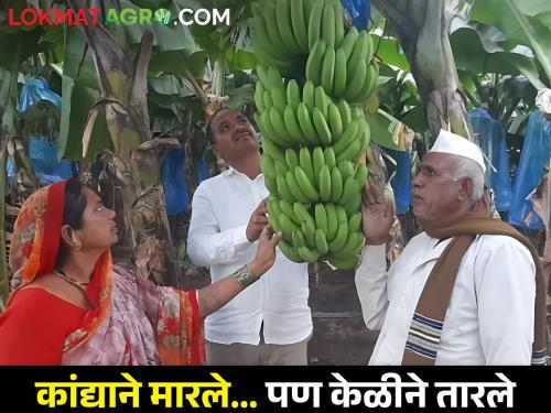 Farmer from Latest News Lasalgaon got tired of onion and planted banana for export to Arab countries | कांद्याला केळीचा पर्याय, लासलगावच्या शेतकऱ्याची कमाल