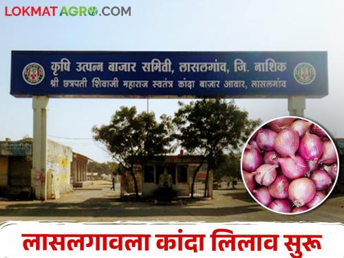 Latest News Onion auction started in Lasalgaon market committee see market price | Onion Market : अखेर लासलगाव बाजार समितीत कांदा लिलाव सुरु, उन्हाळ कांद्याला काय भाव मिळाला? 