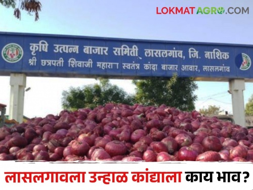 Latest News 23 april 2024 todays Onion Market Price in lasalgaon market yard | Onion Market : राज्यभरात उन्हाळ कांद्याची आवक वाढली, वाचा कुठे काय बाजारभाव मिळाला? 