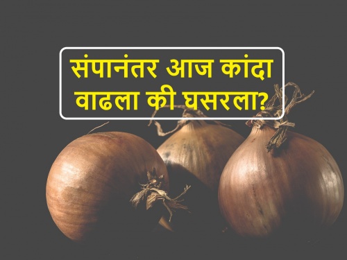 Onion market rates: today's onion market rates in Lasalgaon, Pimpalgaon, Nashik, Pune, Solapur | कांदा बाजारभाव: बाजारसमितीच्या संपानंतर लासलगावमध्ये कांदा बाजारभाव वाढले की घटले?