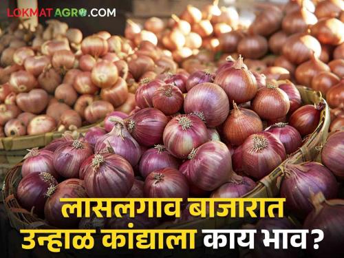 Latest News Todays Summer Onion bajarbhav In lasalgaon kanda market check here | Onion Market : लासलगाव बाजार समितीत उन्हाळ कांद्याला काय भाव मिळाला? वाचा आजचे बाजार भाव