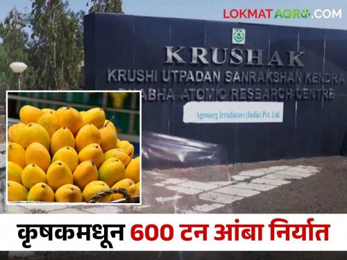 Latest News Export of six hundred tons of mango from Lasalgaon Krushak to eleven countries see details | Mango Export : लासलगाव कृषकमधून अकरा देशांत सहाशे टन आंब्याची निर्यात, कुठल्या आंब्याला मागणी? 