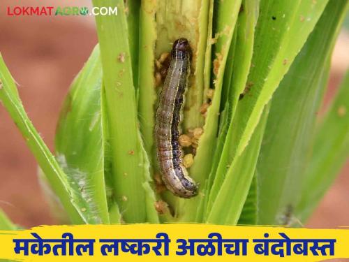 A low cost solution for armyworm on maize crops without the use of expensive pesticides | मका पिकावरील लष्करी अळीसाठी महागडी औषधे न वापरता करा हे कमी खर्चातील उपाय