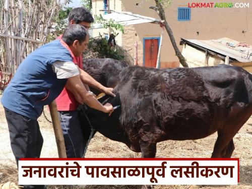 Latest News Pre monsoon Vaccination animals be vaccinated before the monsoon Learn in detail | Pre monsoon Vaccination : जनावरांची वाढ खुंटली, पोटात जंत झाले; जनावरांना कुठले औषध द्याल?